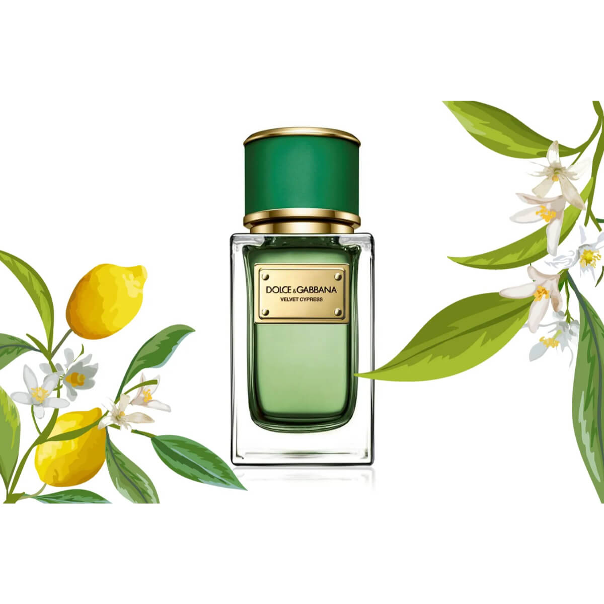 Dolce gabbana velvet cypress Clearance